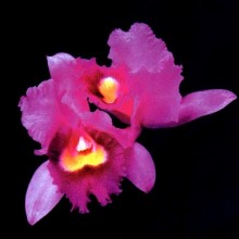 Opeth - Orchid (12” Double LP)